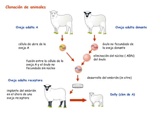 E. Fernando Salcedo, M.Sc 
 