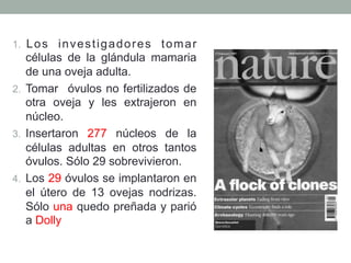 1. Los invest igadores tomar 
células de la glándula mamaria 
de una oveja adulta. 
2. Tomar óvulos no fertilizados de 
otra oveja y les extrajeron en 
núcleo. 
3. Insertaron 277 núcleos de la 
células adultas en otros tantos 
óvulos. Sólo 29 sobrevivieron. 
4. Los 29 óvulos se implantaron en 
el útero de 13 ovejas nodrizas. 
Sólo una quedo preñada y parió 
a Dolly 
 