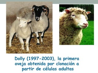 Dolly (1997-2003), la primera 
oveja obtenida por clonación a 
partir de células adultas 
 