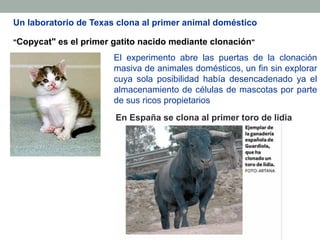 Un laboratorio de Texas clona al primer animal doméstico 
"Copycat" es el primer gatito nacido mediante clonación" 
El experimento abre las puertas de la clonación 
masiva de animales domésticos, un fin sin explorar 
cuya sola posibilidad había desencadenado ya el 
almacenamiento de células de mascotas por parte 
de sus ricos propietarios 
En España se clona al primer toro de lidia 
 
