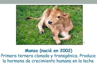 Mansa (nació en 2002) 
Primera ternera clonada y transgénica. Produce 
la hormona de crecimiento humana en la leche 
 