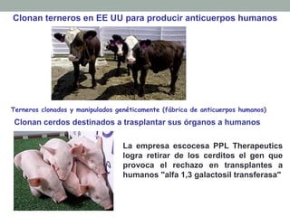 Clonan terneros en EE UU para producir anticuerpos humanos 
Terneros clonados y manipulados genéticamente (fábrica de anticuerpos humanos) 
Clonan cerdos destinados a trasplantar sus órganos a humanos 
La empresa escocesa PPL Therapeutics 
logra retirar de los cerditos el gen que 
provoca el rechazo en transplantes a 
humanos "alfa 1,3 galactosil transferasa" 
 