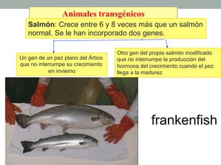 Animales transgénicos 
Salmón: Crece entre 6 y 8 veces más que un salmón 
normal. Se le han incorporado dos genes. 
Un gen de un pez plano del Ártico 
que no interrumpe su crecimiento 
en invierno 
Otro gen del propio salmón modificado 
que no interrumpe la producción del 
hormona del crecimiento cuando el pez 
llega a la madurez 
frankenfish 
 