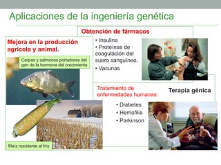 Aplicaciones de la ingeniería genética 
Terapia génica 
Obtención de fármacos 
Mejora en la producción 
agrícola y animal. 
• Insulina 
• Proteínas de 
coagulación del 
suero sanguíneo. 
• Vacunas 
Carpas y salmones portadores del 
gen de la hormona del crecimiento 
Maíz resistente al frío 
Tratamiento de 
enfermedades humanas: 
• Diabetes 
• Hemofilia 
• Parkinson 
 