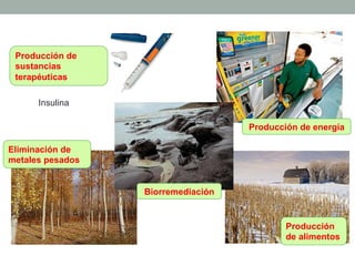 Producción de 
sustancias 
terapéuticas 
Insulina 
Eliminación de 
metales pesados 
Biorremediación 
Producción de energía 
Producción 
de alimentos 
 
