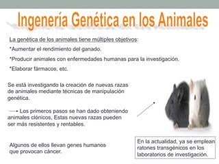 La genética de los animales tiene múltiples objetivos: 
*Aumentar el rendimiento del ganado. 
*Producir animales con enfermedades humanas para la investigación. 
*Elaborar fármacos, etc. 
Se está investigando la creación de nuevas razas 
de animales mediante técnicas de manipulación 
genética. 
Los primeros pasos se han dado obteniendo 
animales clónicos, Estas nuevas razas pueden 
ser más resistentes y rentables. 
Algunos de ellos llevan genes humanos 
que provocan cáncer. 
En la actualidad, ya se emplean 
ratones transgénicos en los 
laboratorios de investigación. 
 