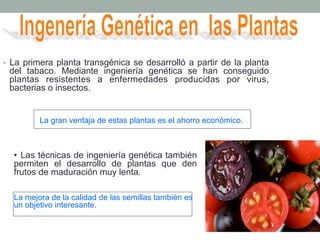 • La primera planta transgénica se desarrolló a partir de la planta 
del tabaco. Mediante ingeniería genética se han conseguido 
plantas resistentes a enfermedades producidas por virus, 
bacterias o insectos. 
La gran ventaja de estas plantas es el ahorro económico. 
• Las técnicas de ingeniería genética también 
permiten el desarrollo de plantas que den 
frutos de maduración muy lenta. 
La mejora de la calidad de las semillas también es 
un objetivo interesante. 
 