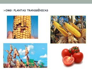 Ø OMG: PLANTAS TRANSGÉNICAS 
 