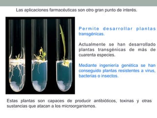 Las aplicaciones farmacéuticas son otro gran punto de interés. 
P e rmi t e d e s a r r o l l a r p l a n t a s 
transgénicas. 
Actualmente se han desarrollado 
plantas transgénicas de más de 
cuarenta especies. 
Mediante ingeniería genética se han 
conseguido plantas resistentes a virus, 
bacterias o insectos. 
Estas plantas son capaces de producir antibióticos, toxinas y otras 
sustancias que atacan a los microorganismos. 
 