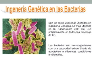 Son los seres vivos más utilizados en 
Ingeniería Genética. La más utilizada 
es la Escherichia coli. Se usa 
prácticamente en todos los procesos 
de I.G. 
Las bacterias son microorganismos 
con una capacidad extraordinaria de 
adaptación a diferentes condiciones 
ambientales. 
 