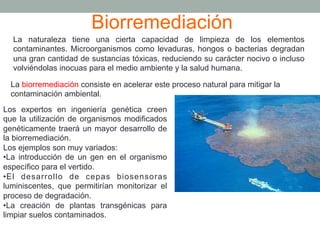 Biorremediación 
La naturaleza tiene una cierta capacidad de limpieza de los elementos 
contaminantes. Microorganismos como levaduras, hongos o bacterias degradan 
una gran cantidad de sustancias tóxicas, reduciendo su carácter nocivo o incluso 
volviéndolas inocuas para el medio ambiente y la salud humana. 
La biorremediación consiste en acelerar este proceso natural para mitigar la 
contaminación ambiental. 
Los expertos en ingeniería genética creen 
que la utilización de organismos modificados 
genéticamente traerá un mayor desarrollo de 
la biorremediación. 
Los ejemplos son muy variados: 
• La introducción de un gen en el organismo 
específico para el vertido. 
• El desarrollo de cepas biosensoras 
luminiscentes, que permitirían monitorizar el 
proceso de degradación. 
• La creación de plantas transgénicas para 
limpiar suelos contaminados. 
 