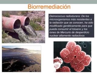 Biorremediación 
Deinococcus radiodurans: De los 
microorganismos más resistentes a 
la radiación que se conocen, ha sido 
modificado genéticamente para que 
pueda consumir el tolueno y los 
iones de Mercurio de desperdicio 
nuclear altamente radiactivos 
 
