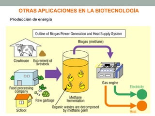 OTRAS APLICACIONES EN LA BIOTECNOLOGÍA 
Producción de energía 
 