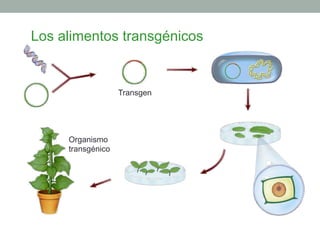 Los alimentos transgénicos 
Transgen 
Organismo 
transgénico 
 