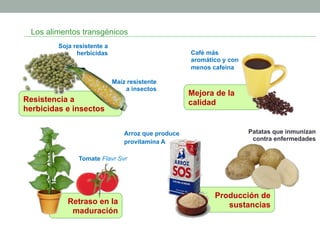 Retraso en la 
maduración 
Mejora de la 
calidad 
Producción de 
sustancias 
Los alimentos transgénicos 
Tomate Flavr Svr 
Café más 
aromático y con 
menos cafeína 
Resistencia a 
herbicidas e insectos 
Maíz resistente 
a insectos 
Arroz que produce 
provitamina A 
Soja resistente a 
herbicidas 
Patatas que inmunizan 
contra enfermedades 
 