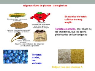 Algunos tipos de plantas transgénicas 
El abanico de estos 
cultivos es muy 
amplio 
Tomates morados, con el gen de 
los arándanos, que les aporta 
propiedades anticancerígenas 
Tomates 
azules, 
con 
vacunas 
Golden rice con vitamina A 
 