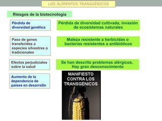 LOS ALIMENTOS TRANSGÉNICOS 
Riesgos de la biotecnología 
Pérdida de 
diversidad genética 
Pérdida de diversidad cultivada, invasión 
de ecosistemas naturales 
Paso de genes 
transferidos a 
especies silvestres o 
tradicionales 
Maleza resistente a herbicidas o 
bacterias resistentes a antibióticos 
Efectos perjudiciales 
sobre la salud 
Se han descrito problemas alérgicos. 
Hay gran desconocimiento 
Aumento de la 
dependencia de 
países en desarrollo 
 