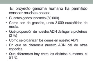 El proyecto genoma humano ha permitido 
conocer muchas cosas: 
• Cuantos genes tenemos (30.000) 
• Como son de grandes, unos 3.000 nucleótidos de 
media. 
• Qué proporción de nuestro ADN da lugar a proteínas 
(2 %) 
• Como se organizan los genes en nuestro ADN 
• En que se diferencia nuestro ADN del de otras 
especies. 
• Que diferencias hay entre los distintos humanos, el 
0’1 %. 
 