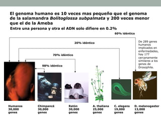El genoma humano es 10 veces mas pequeño que el genoma 
de la salamandra Bolitoglossa subpalmata y 200 veces menor 
que el de la Ameba 
Entre una persona y otra el ADN solo difiere en 0.2% 
Humanos 
30,000 
genes 
70% idéntico 
Chimpancé 
30,000 
genes 
A. thaliana 
25,000 
genes 
Ratón 
30,000 
genes 
C. elegans 
19,000 
genes 
D. melanogaster 
13,000 
genes 
98% idéntico 
20% idéntico 
60% idéntico 
De 289 genes 
humanos 
implicados en 
enfermedades, 
hay 177 
cercanamente 
similares a los 
genes de 
Drosophila. 
 