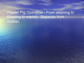Feeder Pig Operation - From weaning to
finishing to market. Separate from
mother.
 