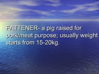 FATTENER- a pig raised forFATTENER- a pig raised for
pork/meat purpose; usually weightpork/meat purpose; usually weight
starts from 15-20kg.starts from 15-20kg.
 