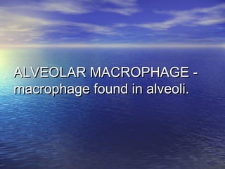 ALVEOLAR MACROPHAGE -ALVEOLAR MACROPHAGE -
macrophage found in alveoli.macrophage found in alveoli.
 