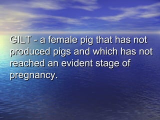GILT - a female pig that has notGILT - a female pig that has not
produced pigs and which has notproduced pigs and which has not
reached an evident stage ofreached an evident stage of
pregnancy.pregnancy.
 