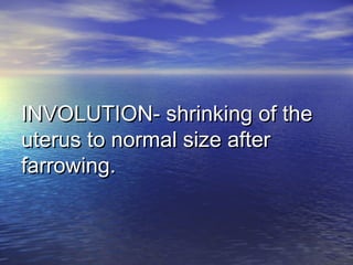 INVOLUTION- shrinking of theINVOLUTION- shrinking of the
uterus to normal size afteruterus to normal size after
farrowing.farrowing.
 