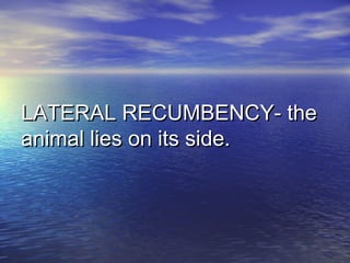 LATERAL RECUMBENCY- theLATERAL RECUMBENCY- the
animal lies on its side.animal lies on its side.
 