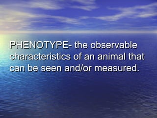 PHENOTYPE- the observablePHENOTYPE- the observable
characteristics of an animal thatcharacteristics of an animal that
can be seen and/or measured.can be seen and/or measured.
 