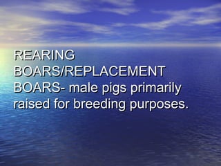REARINGREARING
BOARS/REPLACEMENTBOARS/REPLACEMENT
BOARS- male pigs primarilyBOARS- male pigs primarily
raised for breeding purposes.raised for breeding purposes.
 