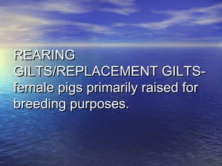REARINGREARING
GILTS/REPLACEMENT GILTS-GILTS/REPLACEMENT GILTS-
female pigs primarily raised forfemale pigs primarily raised for
breeding purposes.breeding purposes.
 