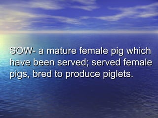 SOW- a mature female pig whichSOW- a mature female pig which
have been served; served femalehave been served; served female
pigs, bred to produce piglets.pigs, bred to produce piglets.
 