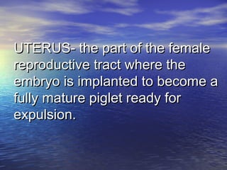 UTERUS- the part of the femaleUTERUS- the part of the female
reproductive tract where thereproductive tract where the
embryo is implanted to become aembryo is implanted to become a
fully mature piglet ready forfully mature piglet ready for
expulsion.expulsion.
 