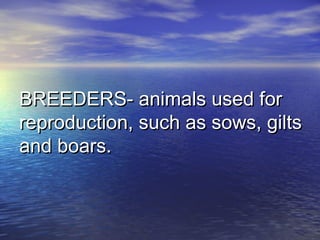 BREEDERS- animals used forBREEDERS- animals used for
reproduction, such as sows, giltsreproduction, such as sows, gilts
and boars.and boars.
 