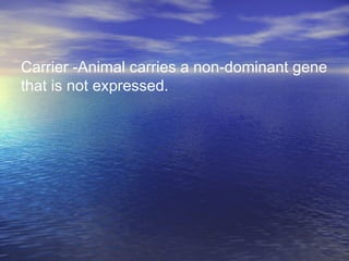 Carrier -Animal carries a non-dominant gene
that is not expressed.
 