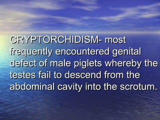 CRYPTORCHIDISM- mostCRYPTORCHIDISM- most
frequently encountered genitalfrequently encountered genital
defect of male piglets whereby thedefect of male piglets whereby the
testes fail to descend from thetestes fail to descend from the
abdominal cavity into the scrotum.abdominal cavity into the scrotum.
 