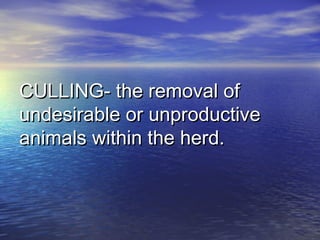 CULLING- the removal ofCULLING- the removal of
undesirable or unproductiveundesirable or unproductive
animals within the herd.animals within the herd.
 