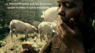 23
La GANADERÍA incluye todo tipo de animales,
excepto el caballo, el cual es desconocido.
 