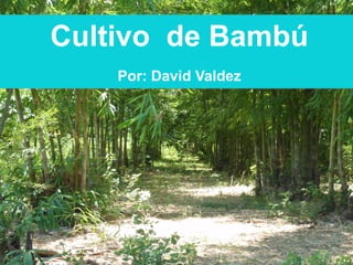 Cultivo de Bambú
Por: David Valdez
 