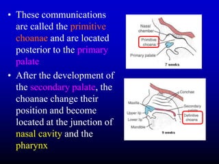 Development of Face, oral cavity and pharyngeal arches .ppt