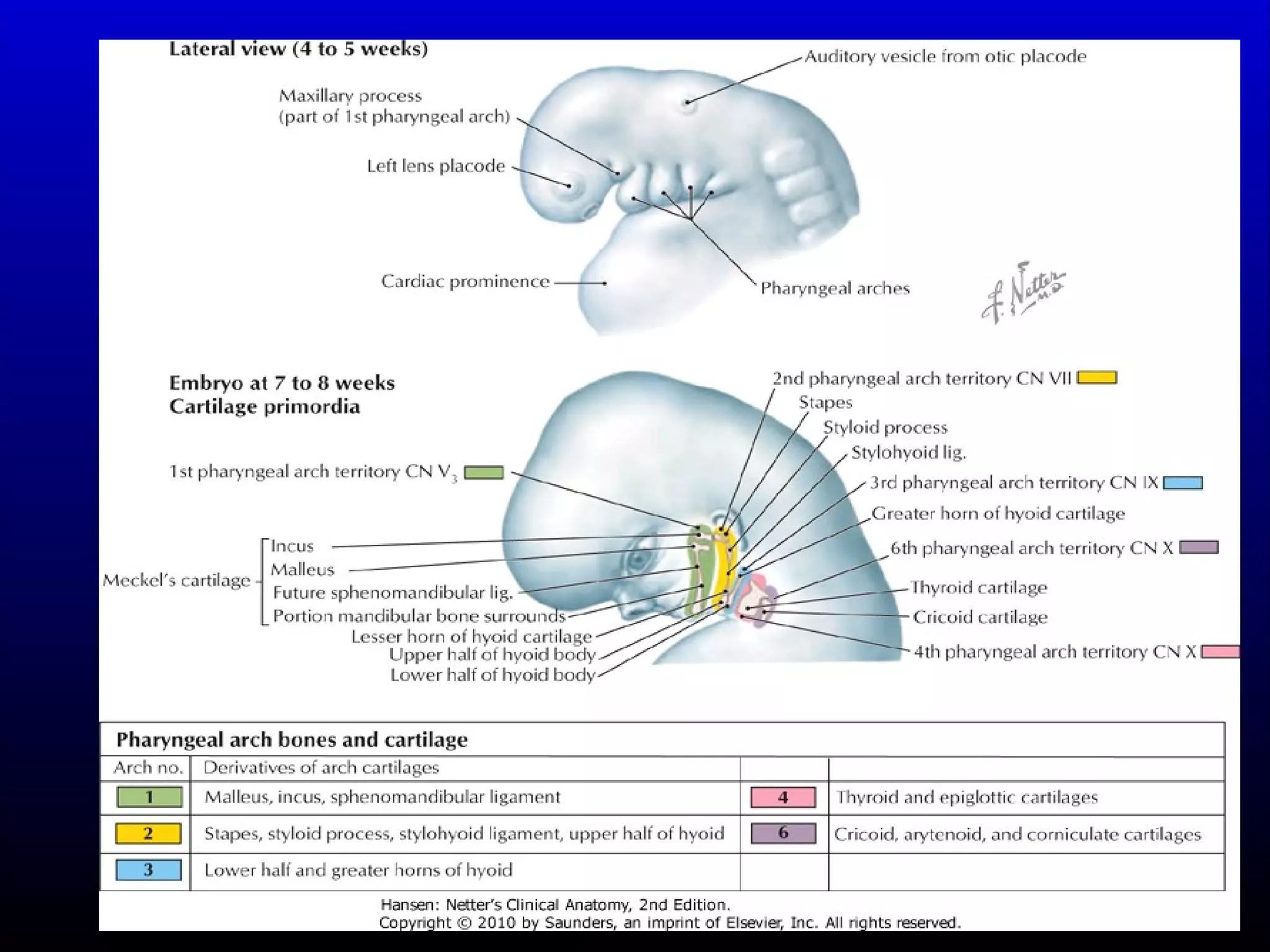 Development of the Face, Oral Cavity & Pharyngeal arches | PPT