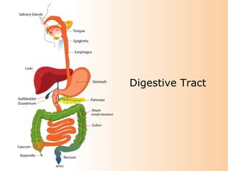 Digestive Tract 
