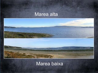Marea alta 
Marea baixa 
 