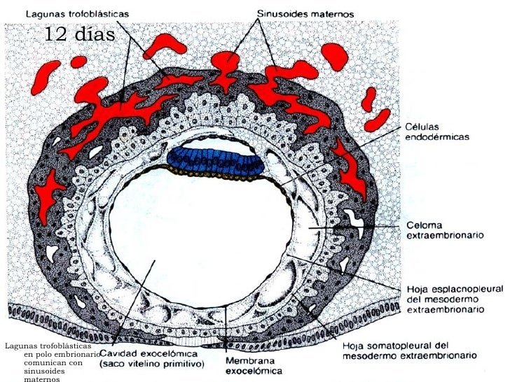 Resultado de imagen para sinusoides embriologia