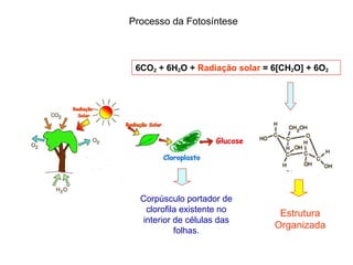 6CO 2  + 6H 2 O +  Radiação solar  = 6[CH 2 O] + 6O 2 Corpúsculo portador de clorofila existente no interior de células das folhas. Processo da Fotosíntese Estrutura Organizada 
