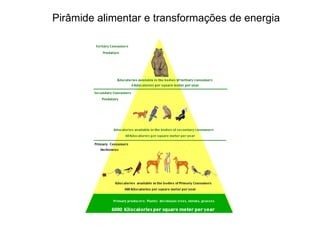 Pirâmide alimentar e transformações de energia 