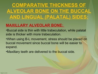 COMPARATIVE THICKNESS OF
ALVEOLAR BONE ON THE BUCCAL
AND LINGUAL (PALATAL) SIDES:
MAXILLARY ALVEOLAR BONE:
•Buccal side is thin with little trabeculation, while palatal
side is thicker with more trabeculation.
•When using B-L movement, stress should be placed on
buccal movement since buccal bone will be easier to
expand.
•Maxillary teeth are delivered to the buccal side.
 