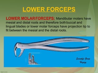 LOWER FORCEPS
LOWER MOLARFORCEPS: Mandibular molars have
mesial and distal roots and therefore bothbuccal and
lingual blades or lower molar forceps have projection tip to
fit between the mesial and the distal roots.
 