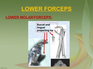 LOWER FORCEPS
LOWER MOLARFORCEPS:
 